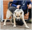 Szorstek – młody, zakręcony i zapatrzony w człowieka - 5