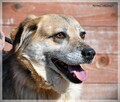 Hela – poczciwa sunia z piękną duszą, kocha ludzi i inne psy - 2