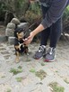 Misia -mikro suczka do pilnej adopcji - 5