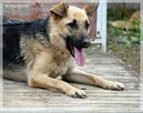 Stelka – roztrzepana, przemiła młoda sunia szuka domu - 9