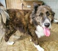 ERWIN - piękny psiak w typie border collie szuka domu - 3