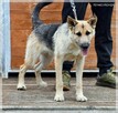 Szorstek – młody, zakręcony i zapatrzony w człowieka - 8