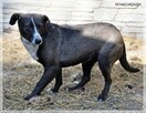 Rózia – skrzywdzona przez człowieka – do doświadczonego domu - 5