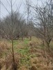 Działki budowlane 6,75 ha NAD MORZEM Ustka Słupsk Działka in - 12