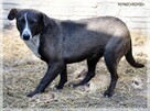 Rózia – skrzywdzona przez człowieka – do doświadczonego domu - 3