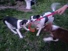 Sunia border collie - 4