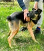 ATOS - od 5 lat czeka na ten jedyny dom, ADOPTUJ