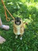 Różyczka- ruda, niewielka, cudowna suczka do adopcji - 2