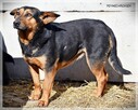Anula – wycofana sunia szuka cierpliwego domu z drugim psem - 3