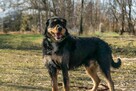 Porzucony, piękny TUSZEK w typie teriera szuka domu !! - 2