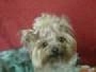 mini yorki, yorkshire-reproduktor - 6
