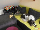 Hotel dla psów okolice Opola