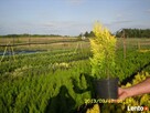 thuja tuja szmaragd bukszpan hurt najtaniej - 3
