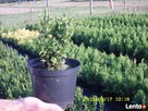 thuja tuja szmaragd bukszpan hurt najtaniej - 5