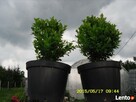 thuja tuja szmaragd bukszpan hurt najtaniej - 6