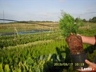 thuja tuja szmaragd bukszpan hurt najtaniej - 2
