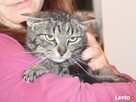 MIEDNICA - młoda kotka po wypadku szuka spokojnego domu