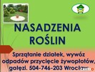 Posadzenie tui, tuje, sadzenie, tel 504-746-203, cena - 2