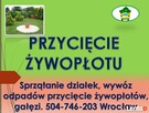Posadzenie tui, tuje, sadzenie, tel 504-746-203, cena - 4