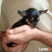 Chihuahua szczeniaczki okazja - 2
