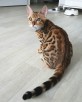 Kot bengalski - bengal cat for sale - 3