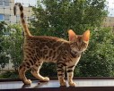 Kot bengalski - bengal cat for sale - 2