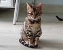 Kot bengalski - bengal cat for sale - 4