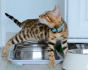 Kot bengalski - bengal cat for sale - 5