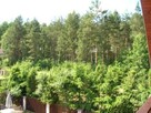 Grzybki, rybki, czysta woda*.Mazury-Jerutki*Domek nad jeziorem - 2