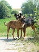 Karat – radosny psiak do kochania! Idealny towarzysz samotne - 6