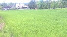 Sprzedam działkę budowlaną - 3