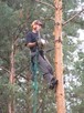 Wycinka drzew, Karczowanie Działek pod budowę, Rębak - 1