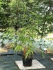 Bambus Drzewiasty Phyllostachys Bisetti 2,5L 40-60cm - 5