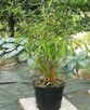 Bambus Drzewiasty Phyllostachys Bisetti 2,5L 40-60cm - 3
