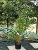 Bambus Fargesia Robusta Pingwu 2L 80-100cm KRAKÓW - 4