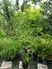 Bambus Fargesia nitida ‘Great Wall’ 5L 60-90cm KRAKÓW - 8