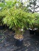 Bambus Fargesia Robusta Pingwu 2L 80-100cm KRAKÓW - 6