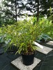 Bambus Drzewiasty Phyllostachys Bisetti 2,5L 40-60cm - 6