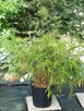 Bambus Drzewiasty Phyllostachys Bisetti 2,5L 40-60cm - 7