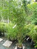 Bambus Drzewiasty Phyllostachys Bisetti 2,5L 40-60cm - 8