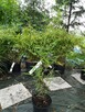 Bambus Drzewiasty Phyllostachys Bisetti 2,5L 40-60cm - 4