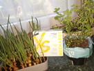 Magnez w najlepszej postaci - Magnesium Sticks - 2