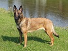 Owczarek Belgijski Malinois FCI/ZKwP - mamy szczenięta - 6