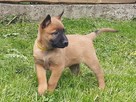 Owczarek Belgijski Malinois FCI/ZKwP - mamy szczenięta - 3