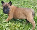 Owczarek Belgijski Malinois FCI/ZKwP - mamy szczenięta - 2