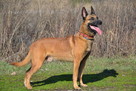 Owczarek Belgijski Malinois FCI/ZKwP - mamy szczenięta - 7