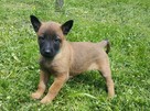 Owczarek Belgijski Malinois FCI/ZKwP - mamy szczenięta - 1