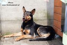 Masza - owczarkowata suczka - 4