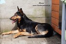 Masza - owczarkowata suczka - 3