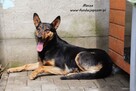Masza - owczarkowata suczka - 6